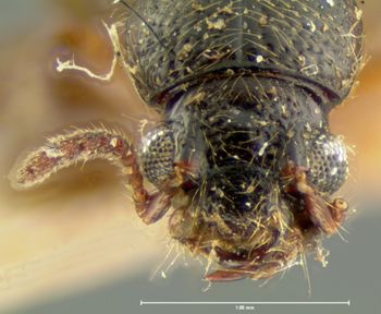 Media type: image;   Entomology 6529 Aspect: head dorsal view